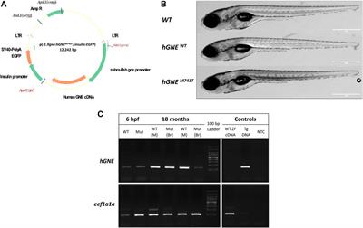 Frontiers Generation And Characterization Of A Novel Gne Knockout